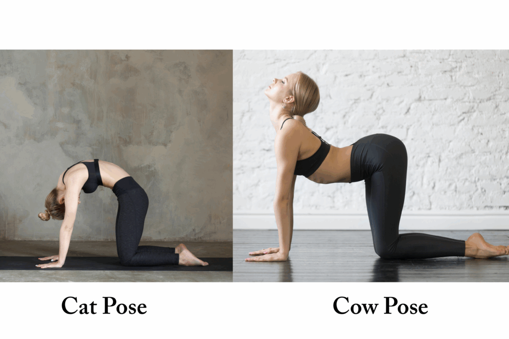 Gut Health Through Yoga: How Stress, the Microbiome, and Movement Are Connected 2 Cat Cow Pose